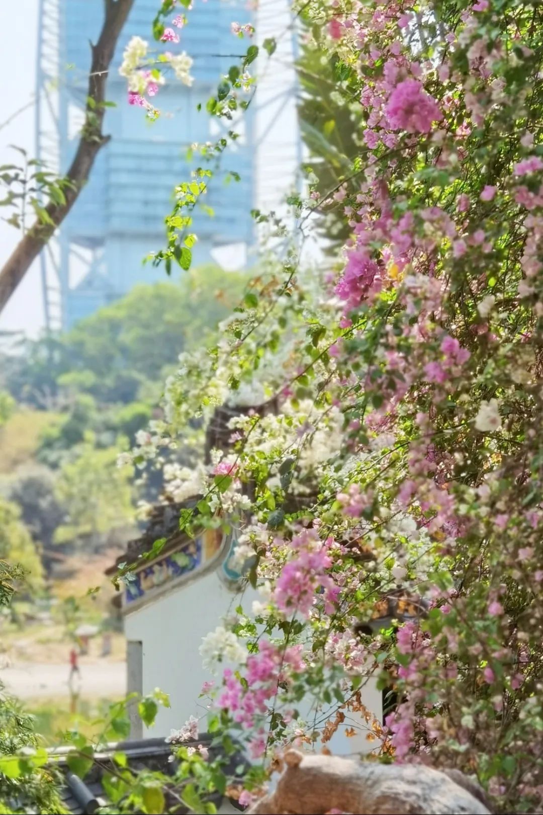 深圳福田免费公园排名前十名,福田中心公园游玩攻略