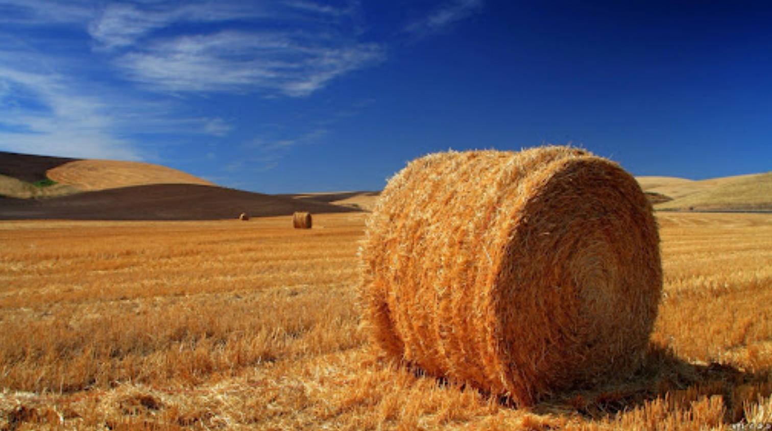 老鹰一般会袭击人么,老鹰会主动攻击人类吗