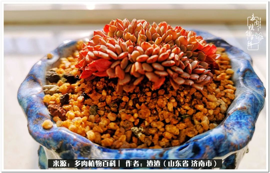 一个并不优秀的90后,何以解忧唯有多肉下一句