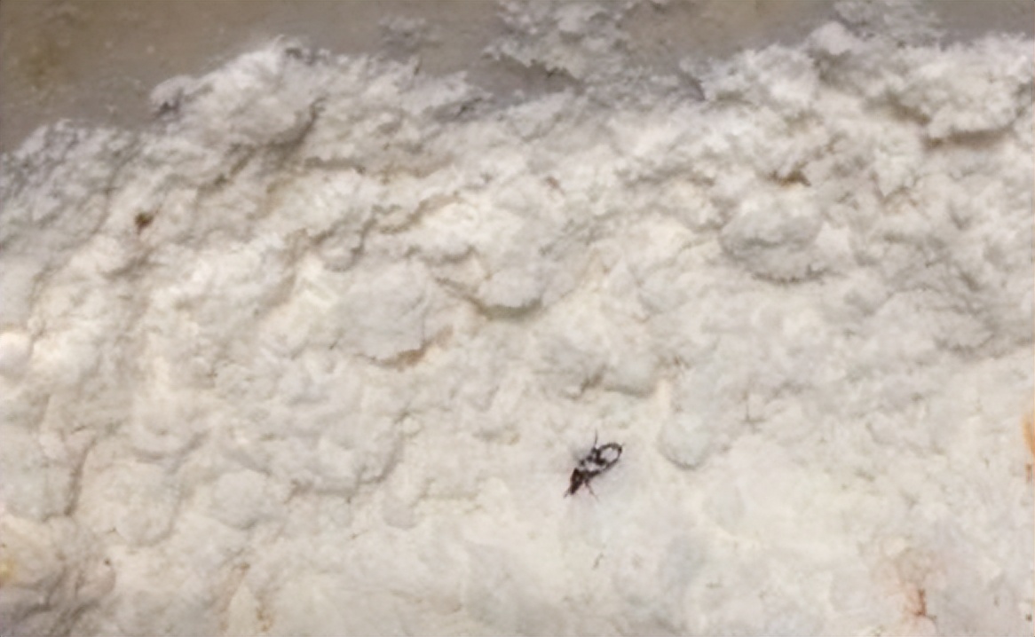 面粉有了虫子味,面粉生虫还能吃吗怎么去除虫子