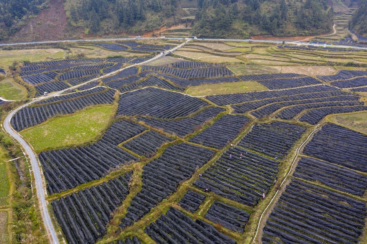 淫羊藿近几年价格稳定吗,淫羊藿现今涨价多少1公斤