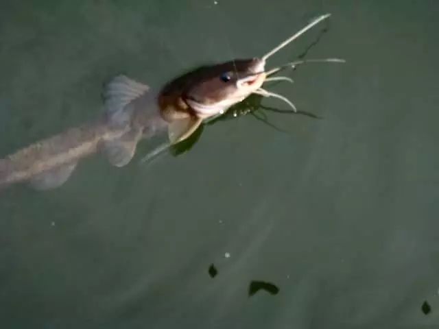 石扁头鱼的烹饪方法,石扁头鱼价格及图片