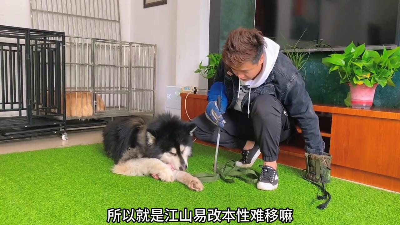 咬人阿拉斯加训练,咬人护食的狗怎么训