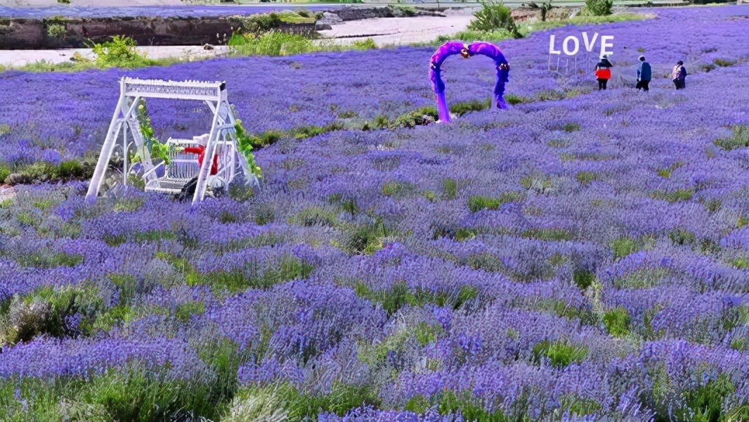 中国熏衣草之乡伊犁霍城县,大美新疆伊犁熏衣草