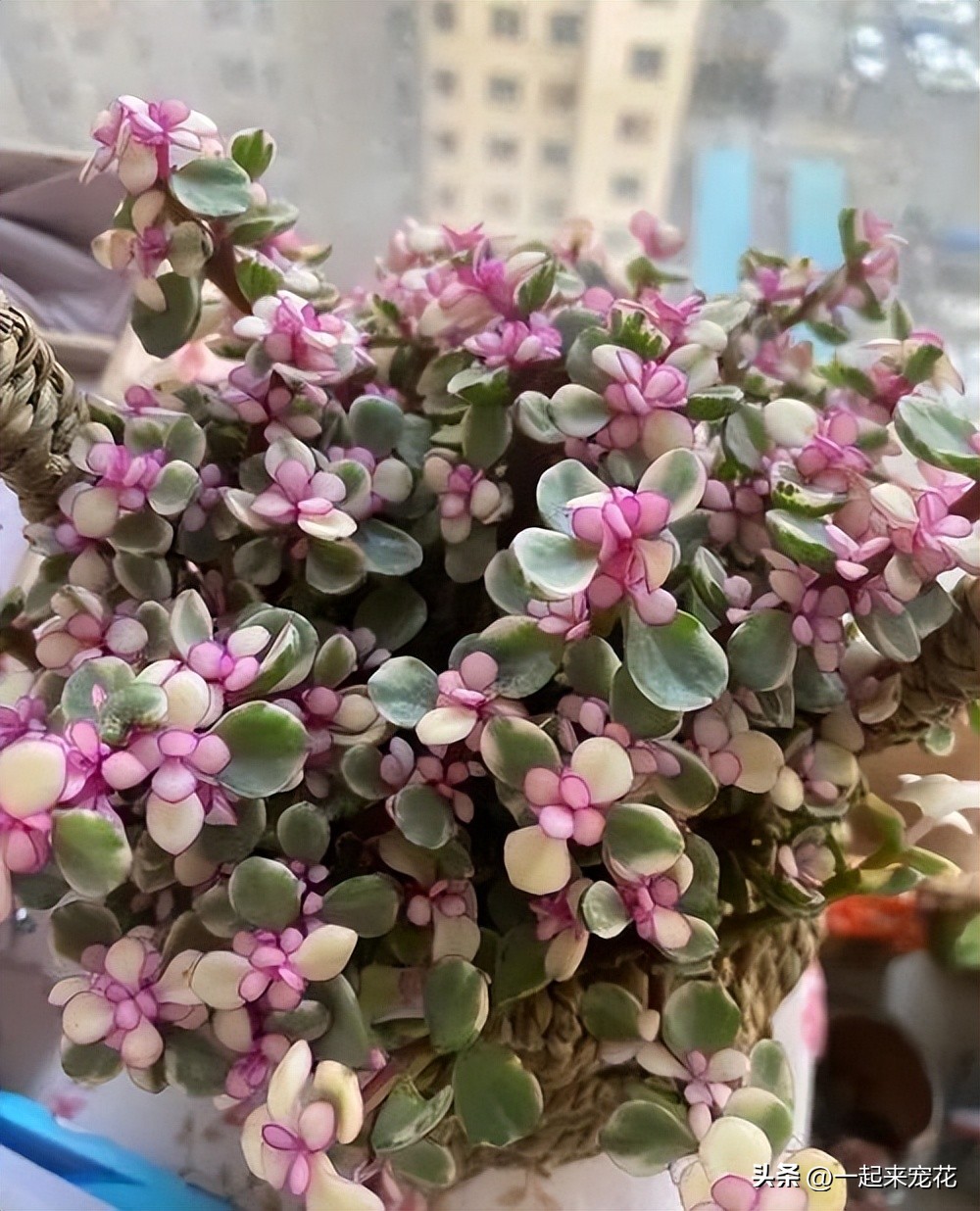 六种好看又好养的多肉,好看又好养的多肉前十名