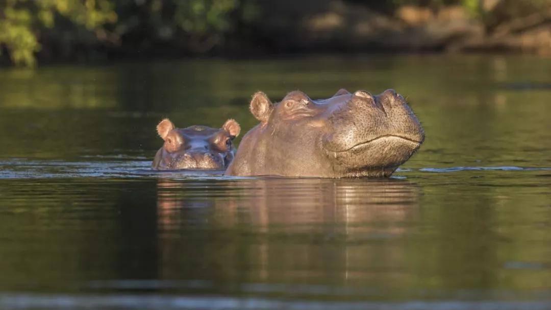 科普|只有河马能做到的事