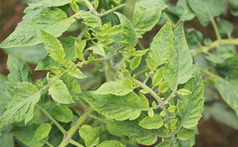 西红柿花脱落凸起是怎么回事,西红柿花谢了是咋回事