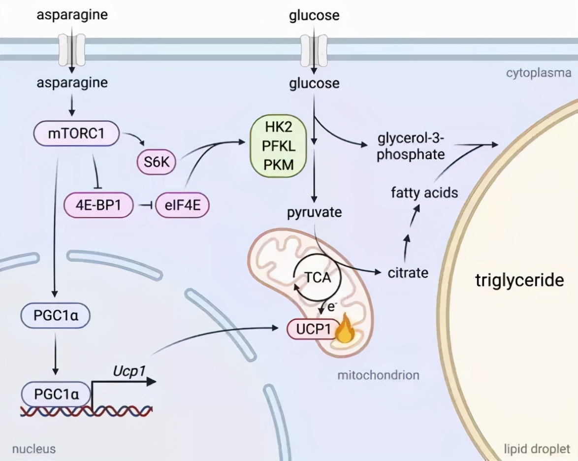 复旦大学最尖端的科研成果,复旦团队发表研究成果