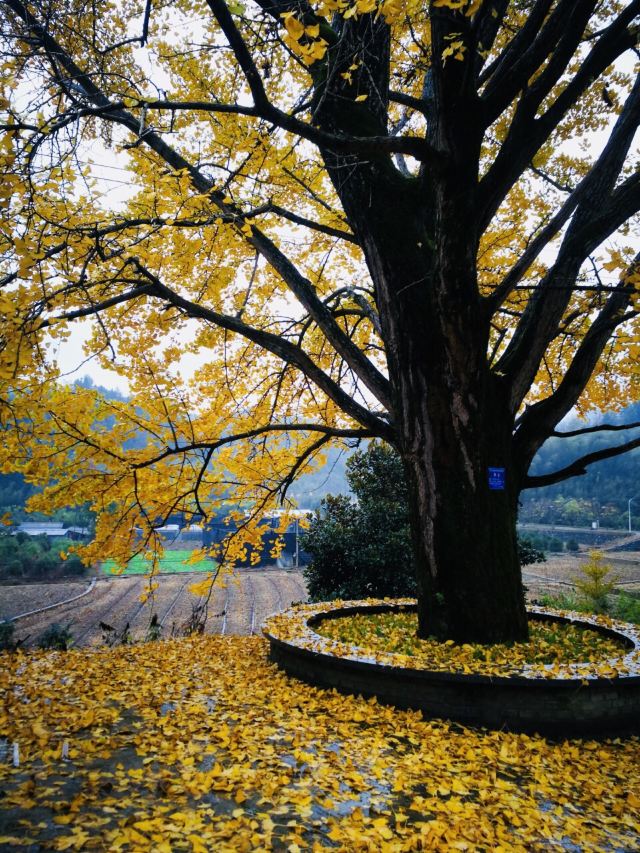 杭州周边赏秋好去处,杭州赏秋最佳攻略