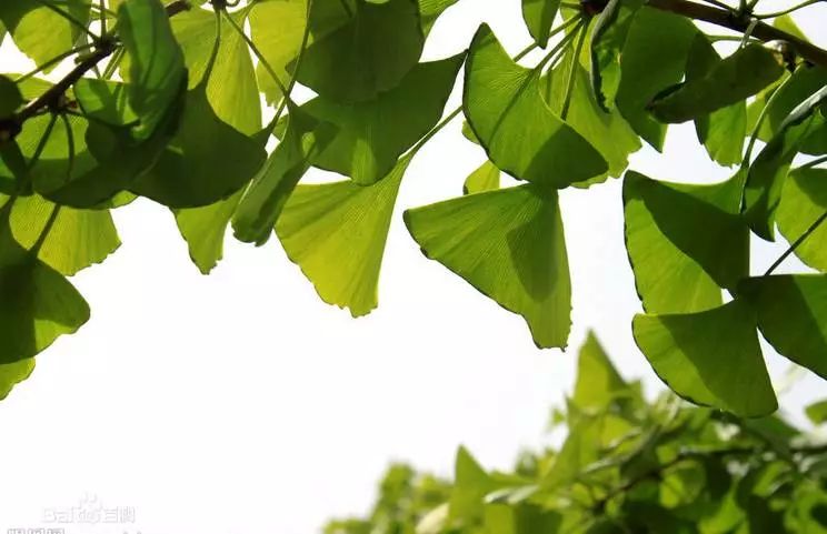 植物识别小口诀，总结的太全了！