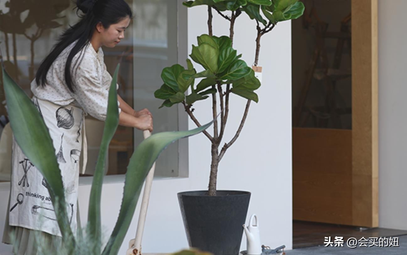 价格便宜且又有实用价值的绿植,家里值得买的绿植