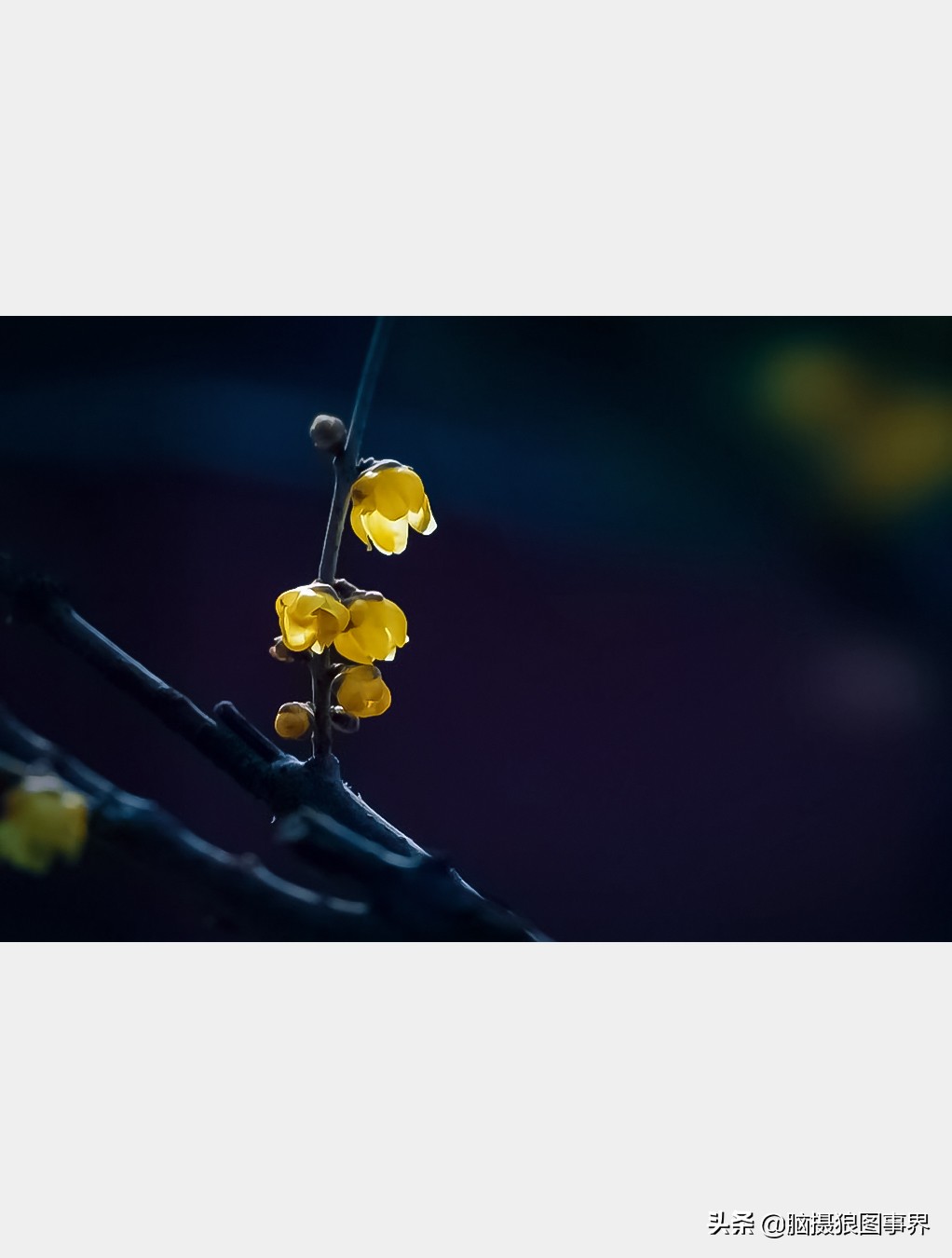 教你几个拍摄腊梅的摄影技巧干货,腊梅花怎样拍照好看