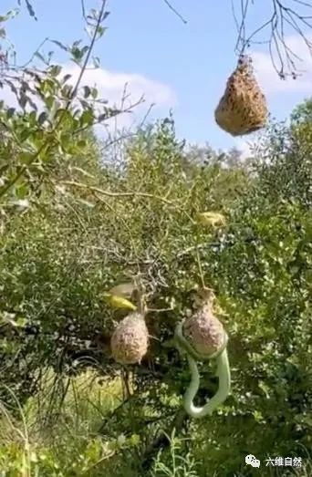 南攀雀鸟巢被蛇成功入侵,蛇袭击大型动物