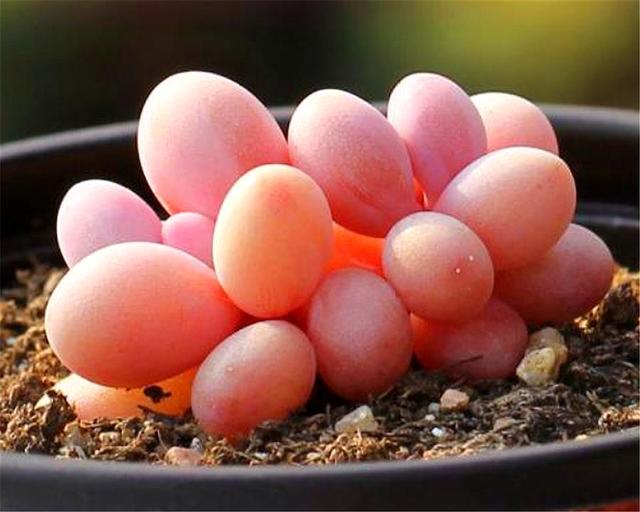 桃蛋叶片又瘪又长怎么办,桃蛋爱掉叶子怎么回事