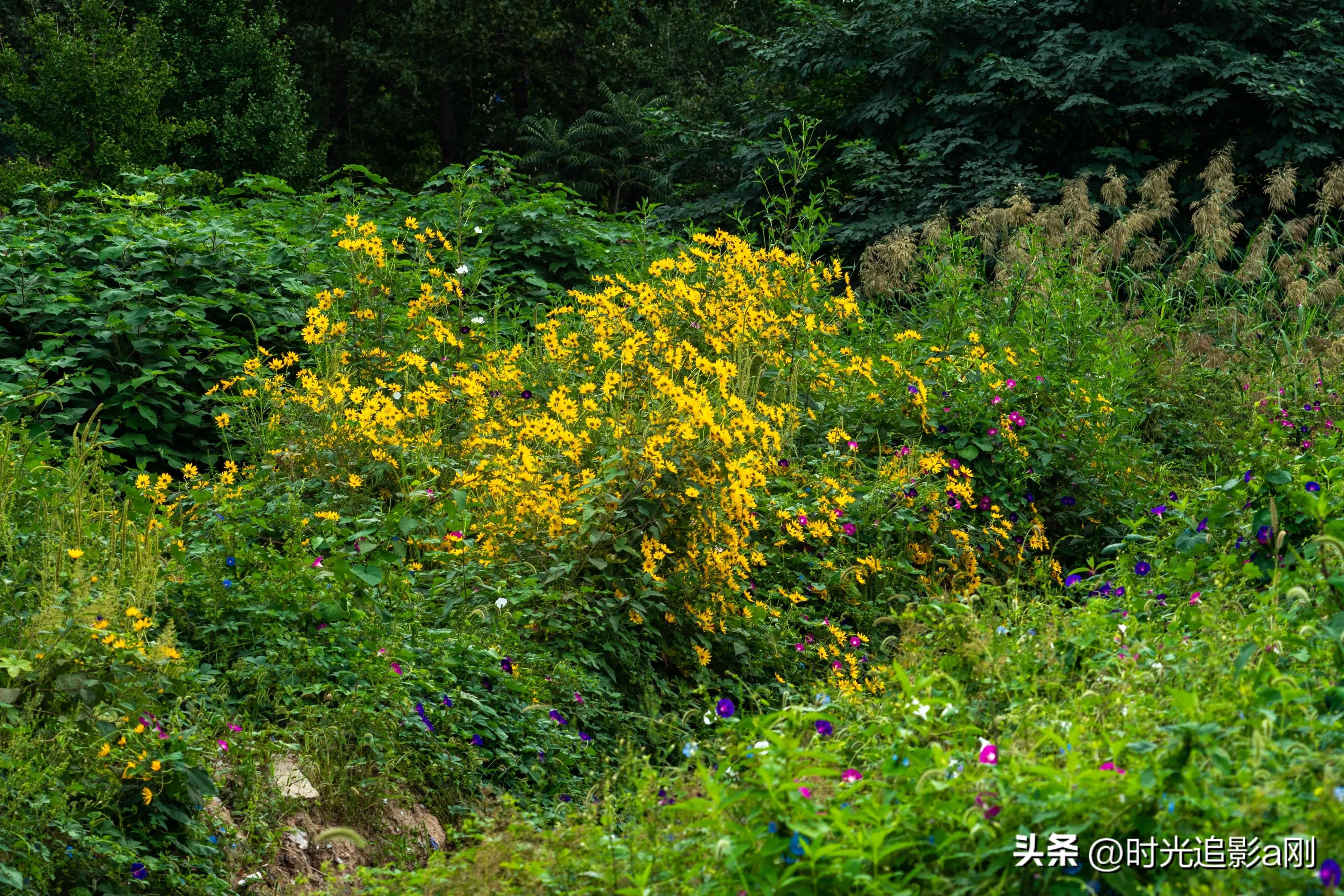 蓝眼菊的花语,七彩菊花语和寓意