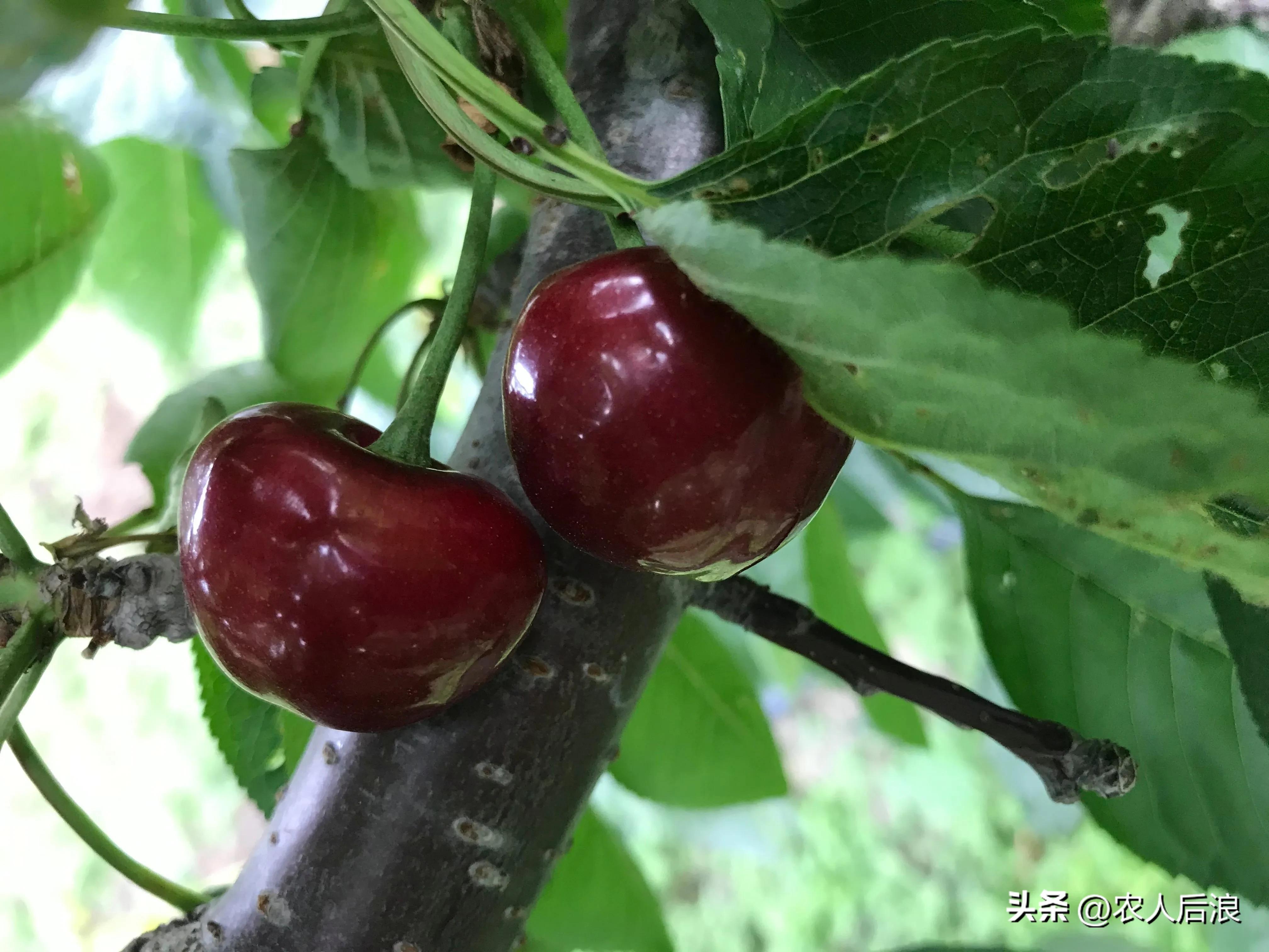 智利车厘子如何保鲜,车厘子过海怎么保鲜