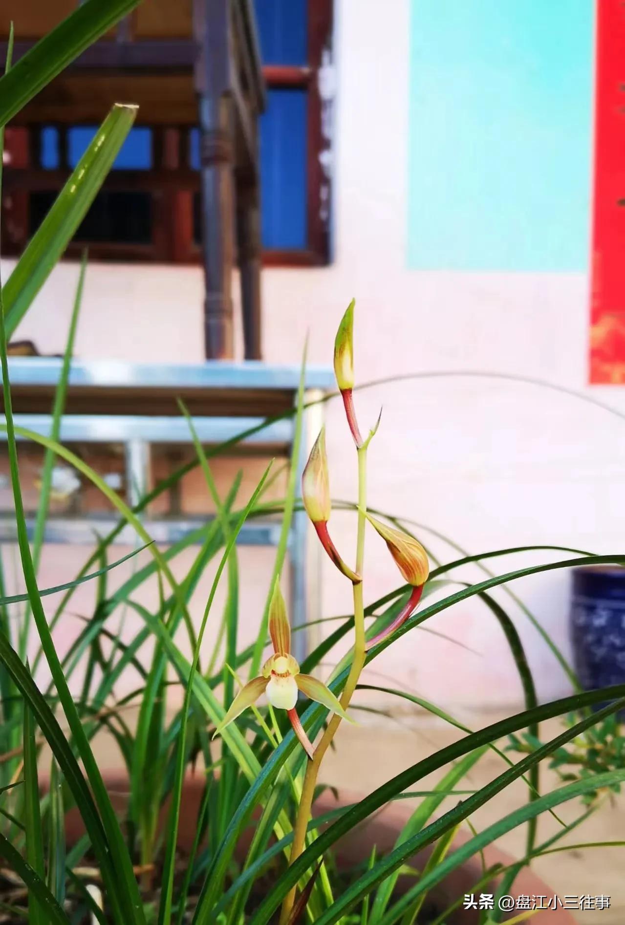 瓣型兰花和普花有什么区别,兰花中的惊喜