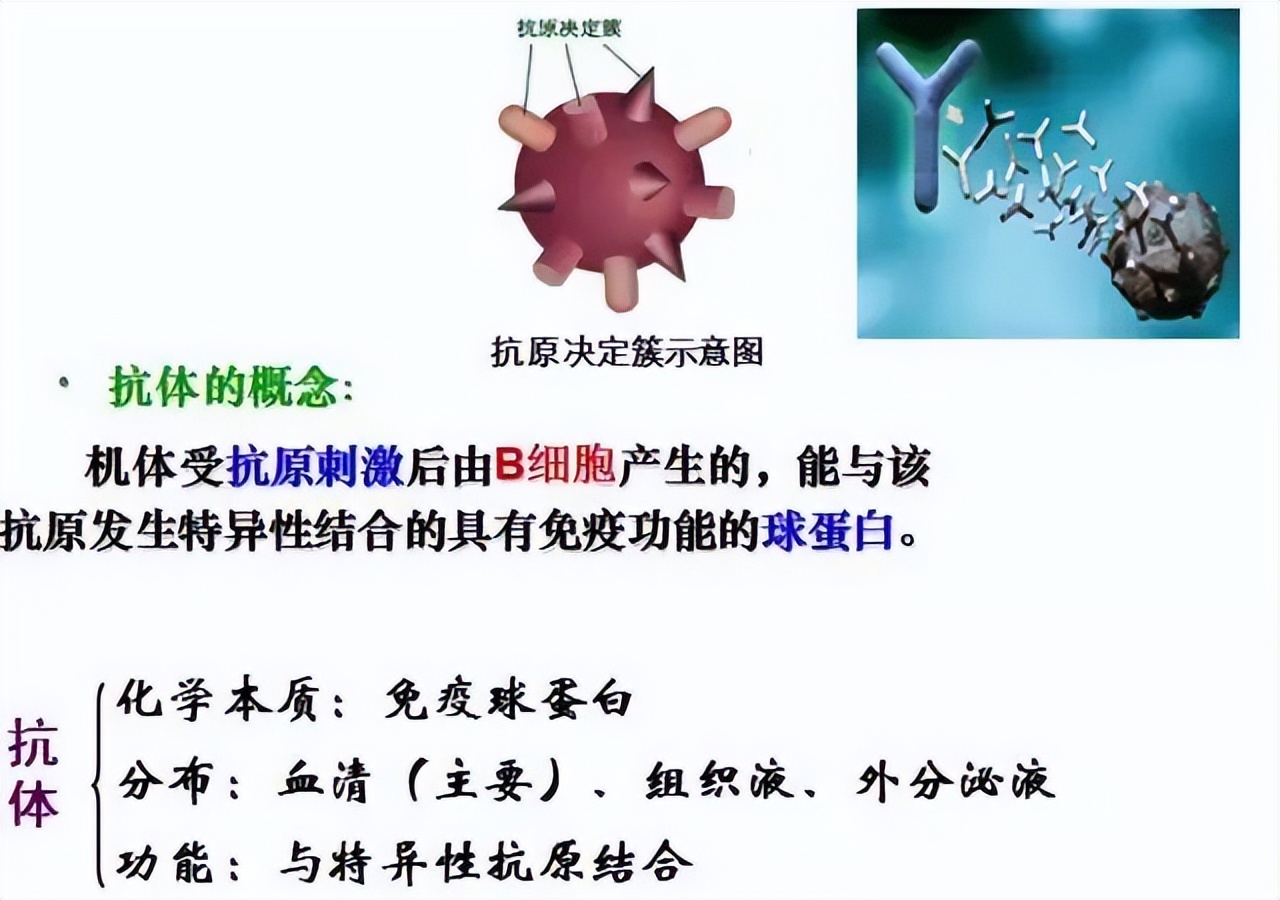 高中生物免疫失调知识点讲解视频,高中生物免疫调节