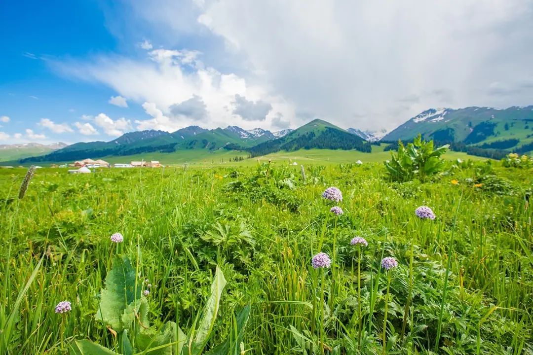四月新疆伊犁草原,新疆伊犁野杏花最美人间四月天