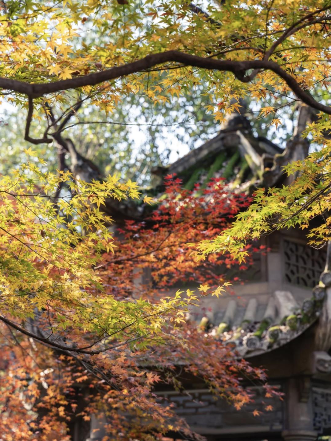 杭州秋日游攻略,杭州秋色上线这些赏秋地风景极佳