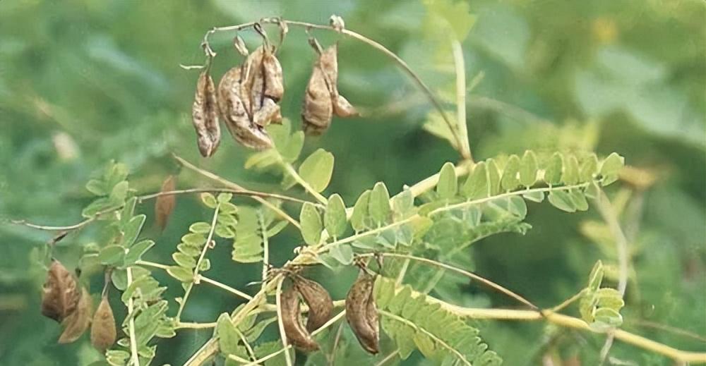 黄芪种植技术和方法,黄芪种植技术和管理方法