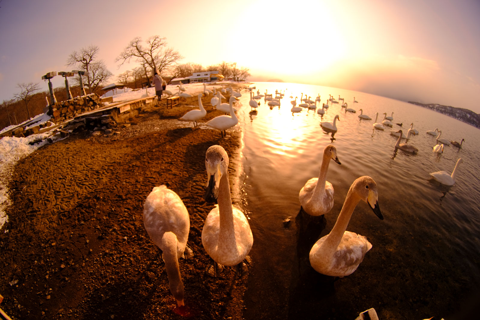 图丽鱼眼镜头,图丽24-40镜头画质好不好