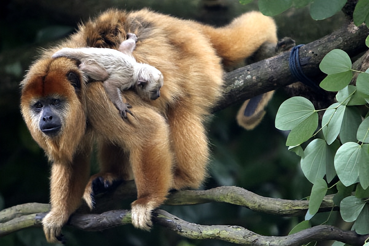 充满想象力的动物图片100张,卡通动物图片大全可爱