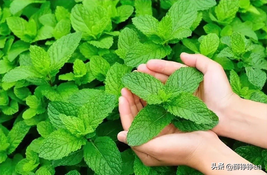 薄荷精油详细介绍,薄荷精油具有温和的能力
