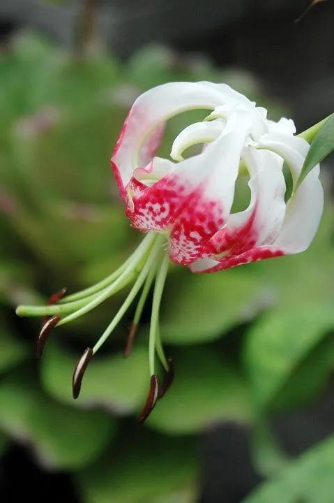 绽放的百合花,绽放的百合花32