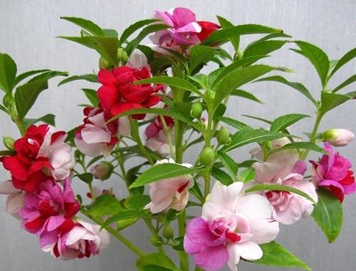 中药凤仙花功效与作用,凤仙花中药名