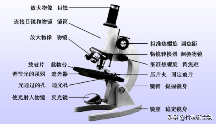 初中生物七年级上册人教版,初中生物七年级上册实验视频