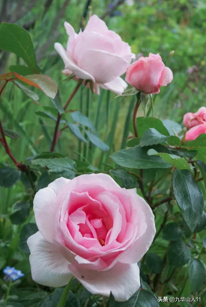 20cm大花重瓣月季品种,黄颜色大花月季是什么品种