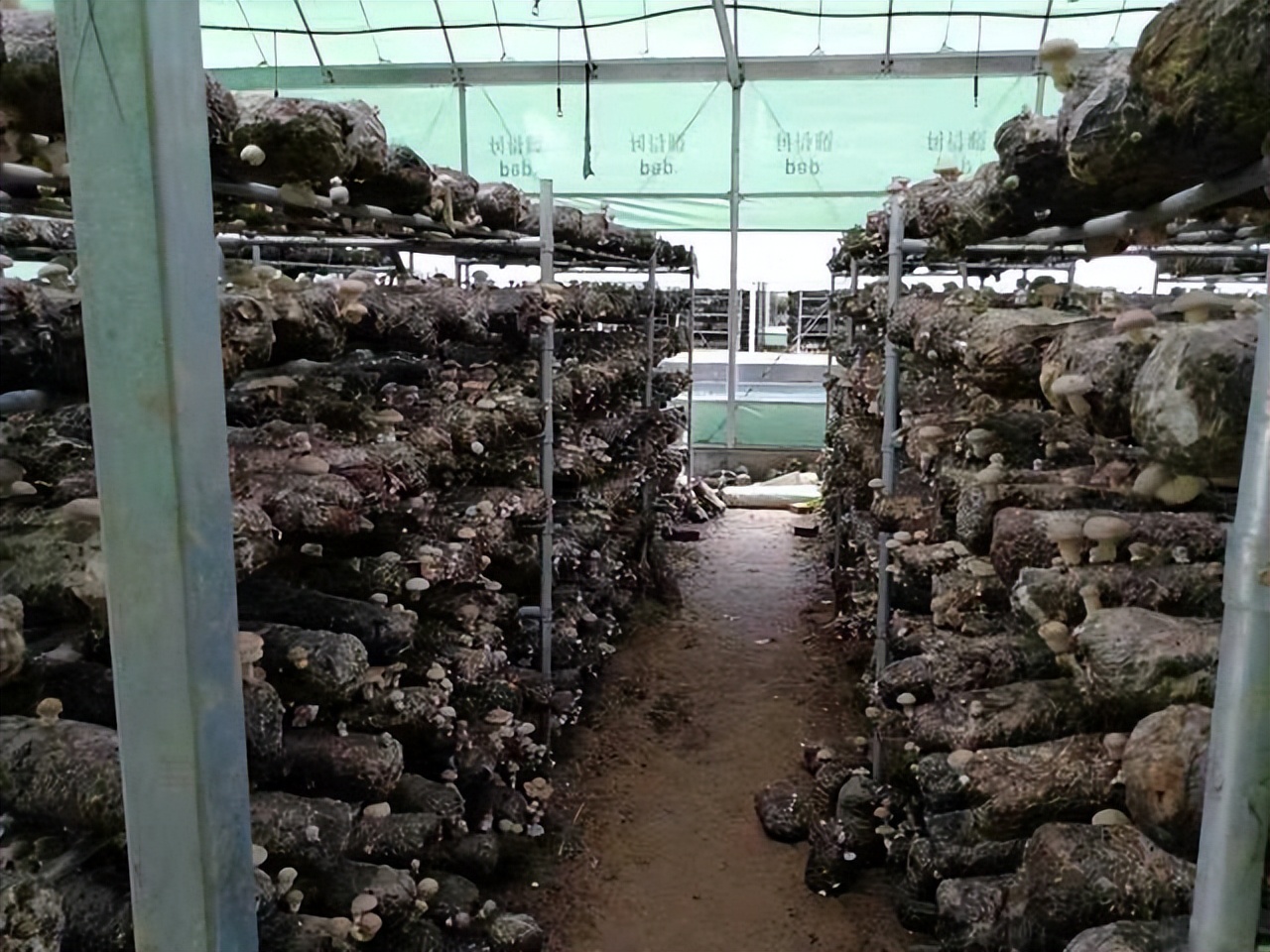 野生木耳与人工种植有什么区别,木耳是咋样种植在树上视频