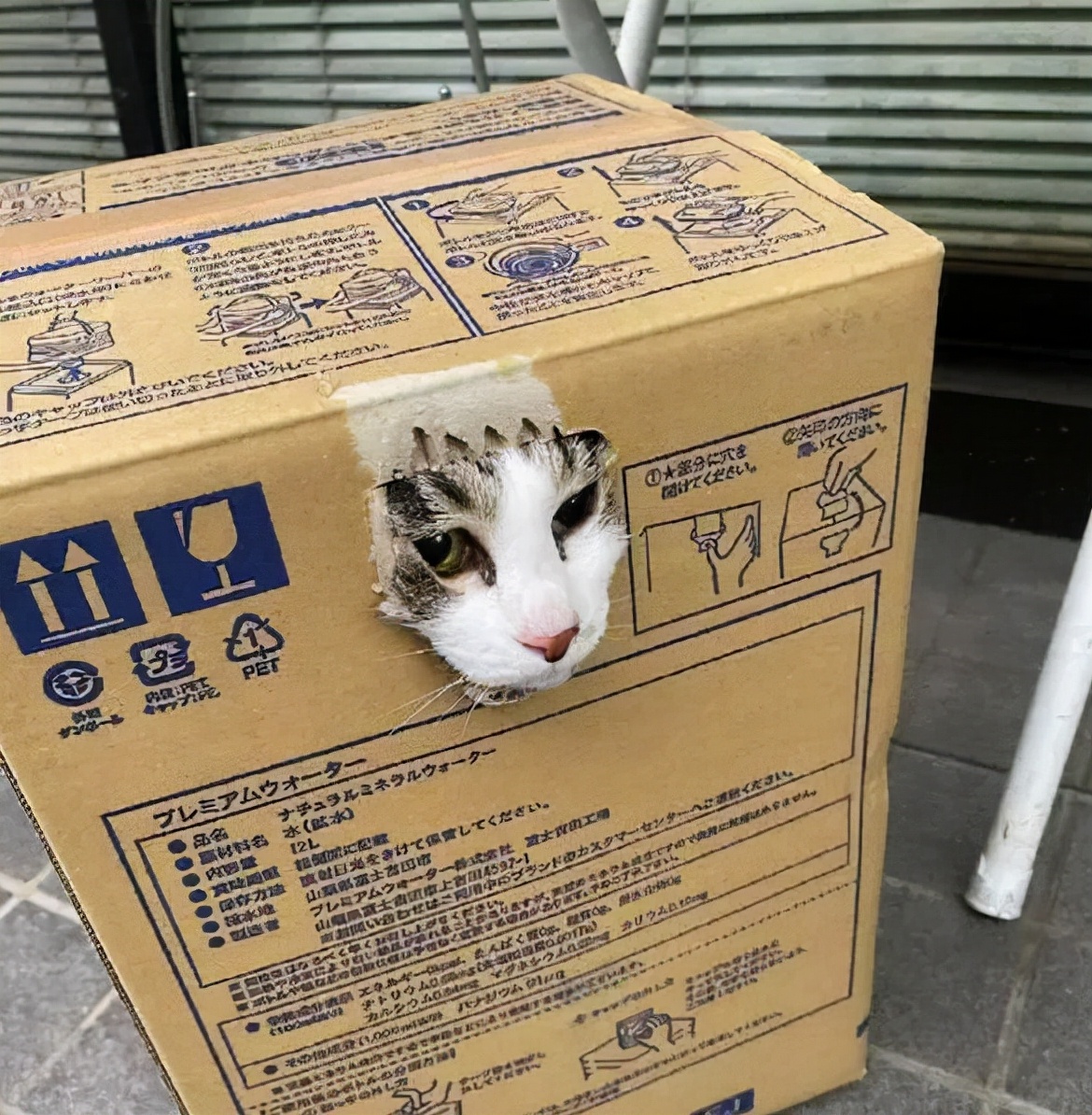 猫咪为什么喜欢待在纸箱,为什么猫咪沉迷吃手