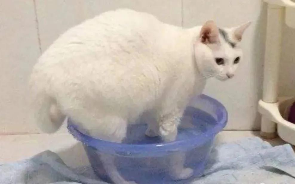 减肥逆袭瘦了50斤,靠减肥能瘦40斤么