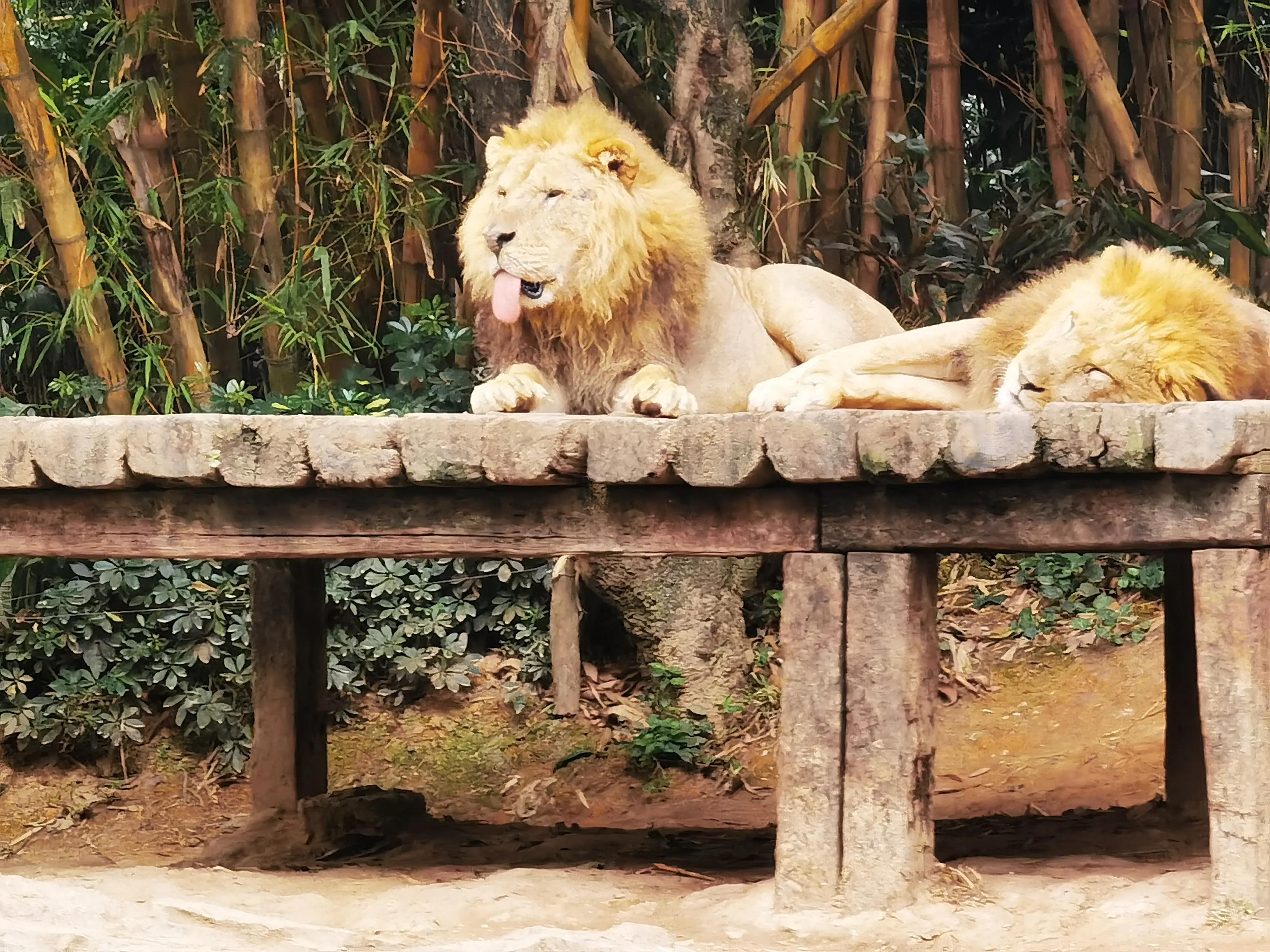 广州长隆野生动物园北门住宿,长隆野生动物园亲子游三天