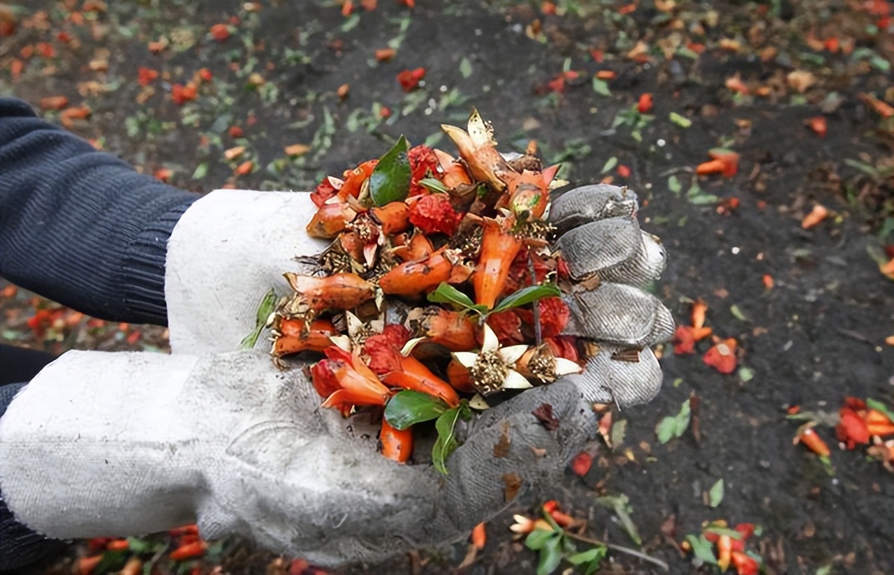 软籽石榴落果里面有种子吗,突尼斯软籽石榴落花落果