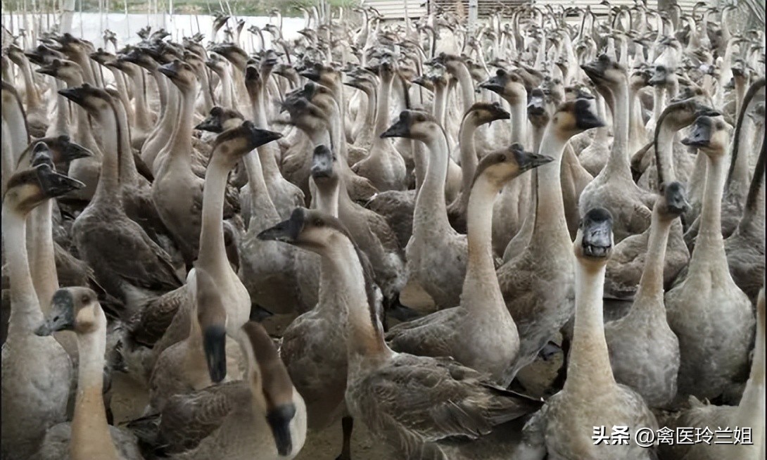 禽医铃兰姐谈鹅夏天不下蛋的根本原因？
