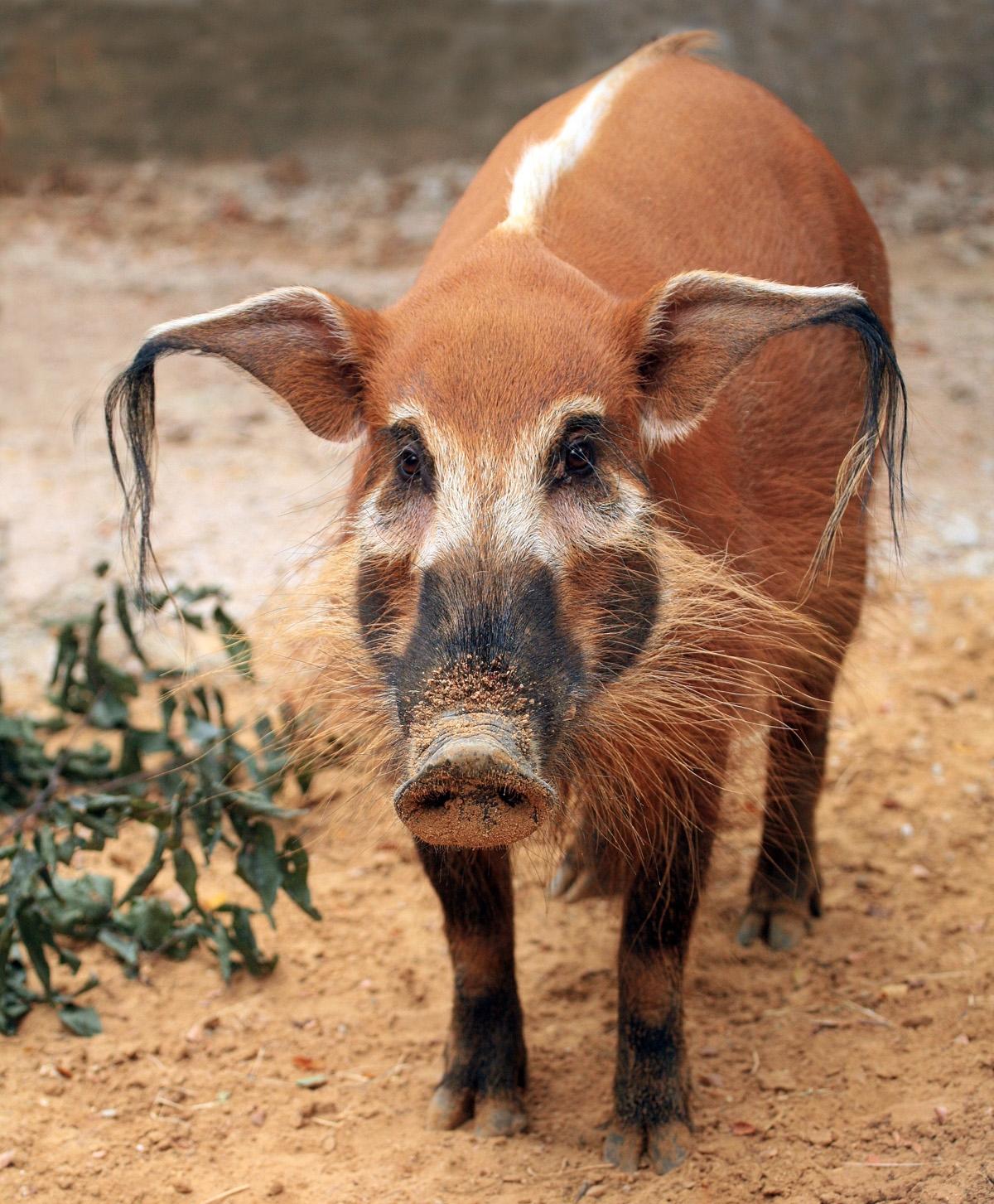 红河野猪视频,红河猪是入侵物种吗