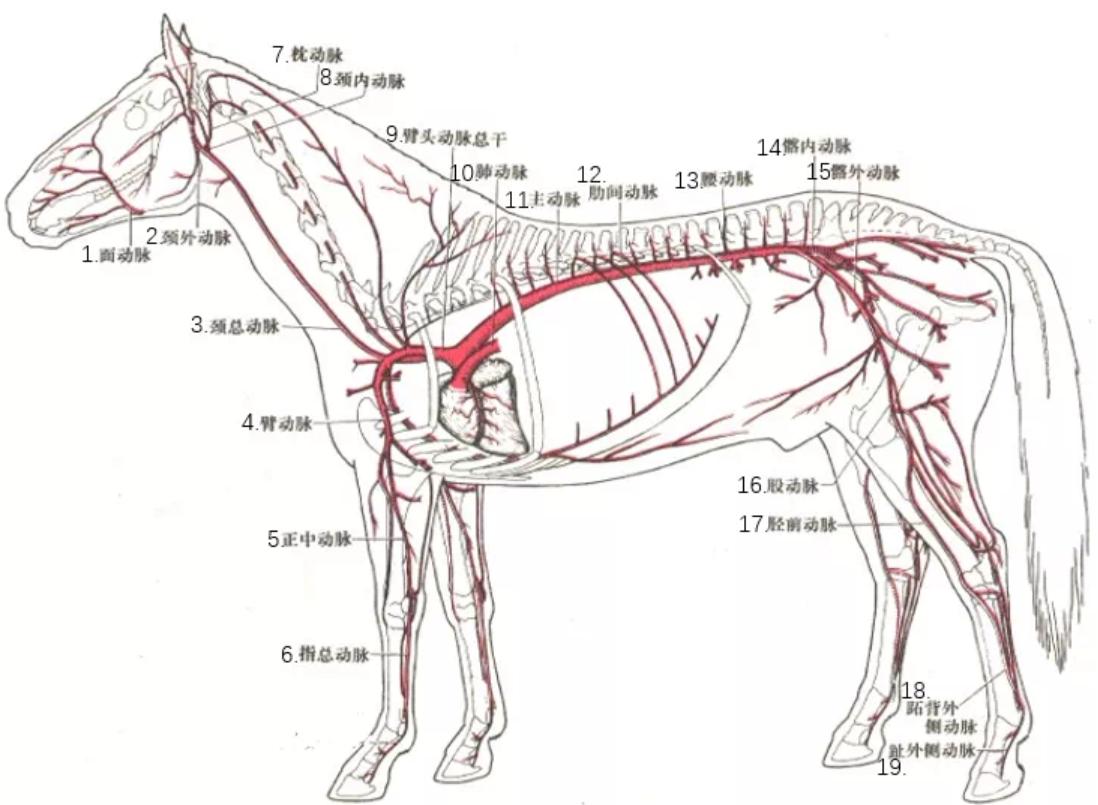 失去一条腿的大象,失去一条腿
