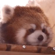 素颜太丑怎么补救,素颜丑怎么改善