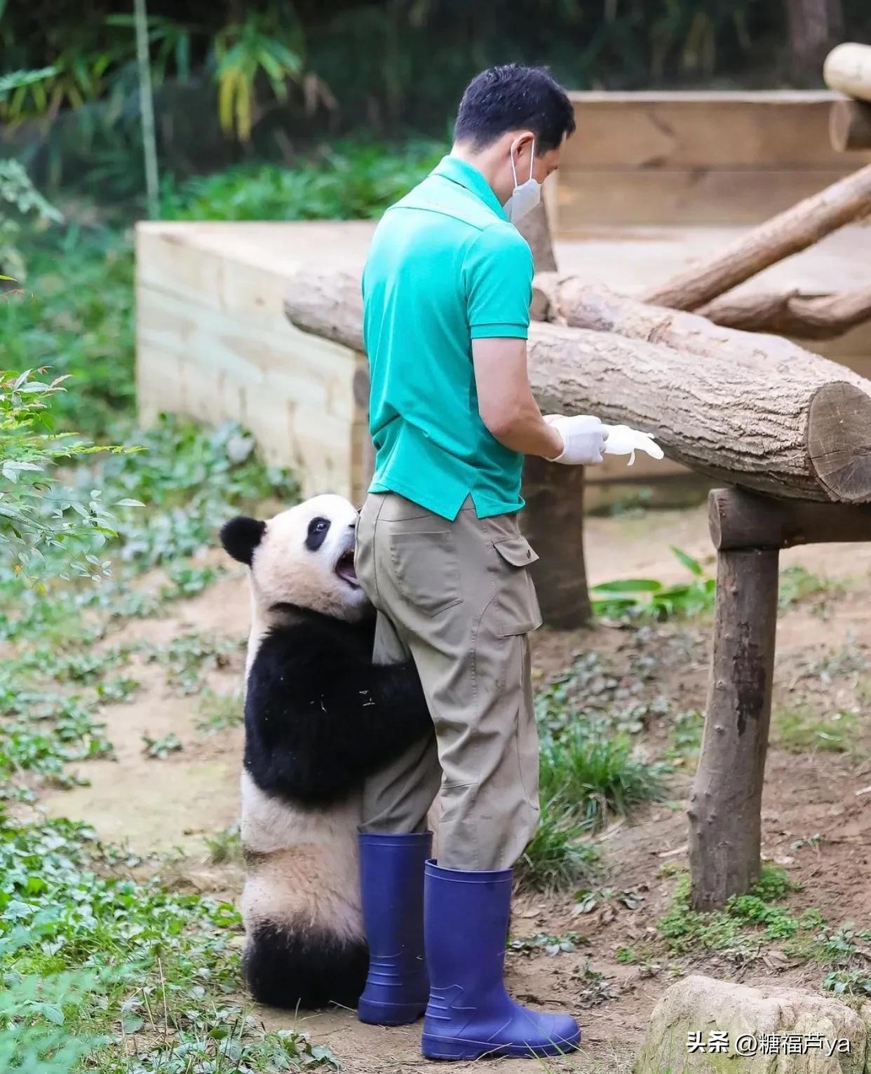 那些证明福宝是人的证据——毛皮大衣下是个小人精