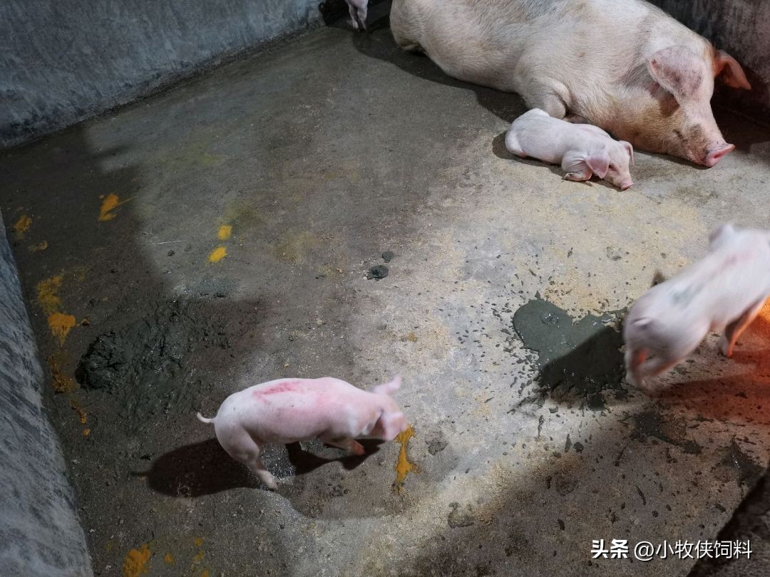 母猪产后拉稀便怎么回事,母猪腹泻拉稀的最佳治疗方法