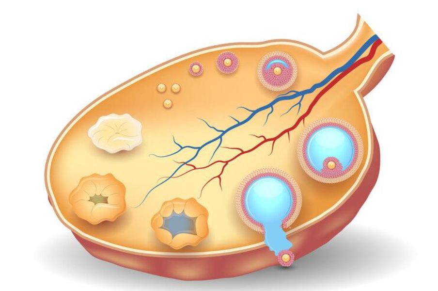 黄体破裂一听就知道是什么,黄体破裂一般都是怎么发现的