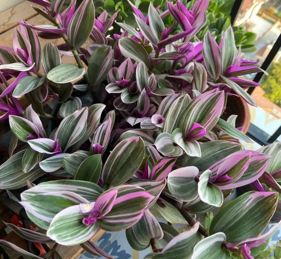 家庭客厅养什么花好看又旺财,客厅最吉祥的三种花