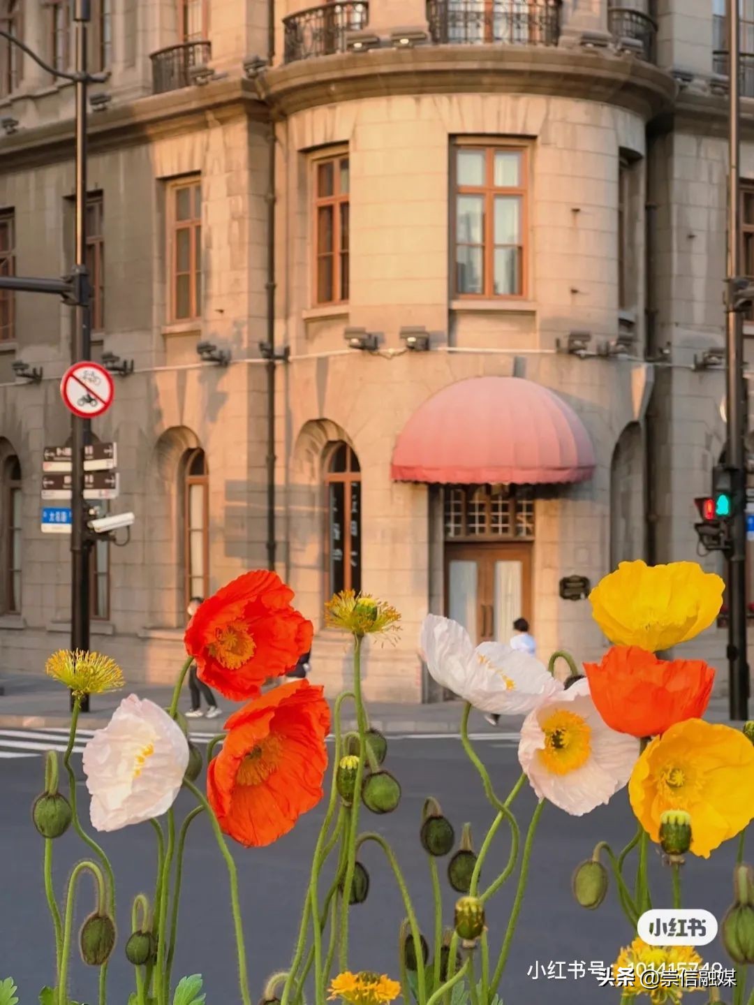 上海的浪漫鲜花,上海最美的鲜花