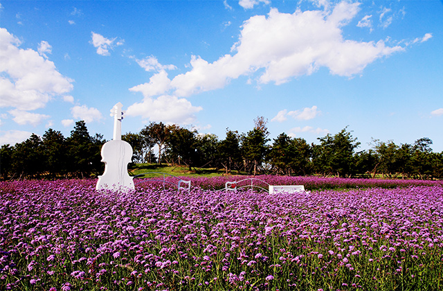 常见花卉生虫都有哪些种类,斗南花卉市场常见花卉品种