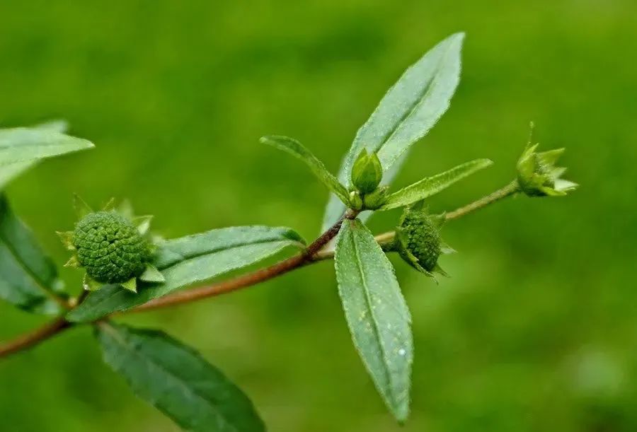 中医深度诠释墨旱莲的功效,墨旱莲补肝肾明目