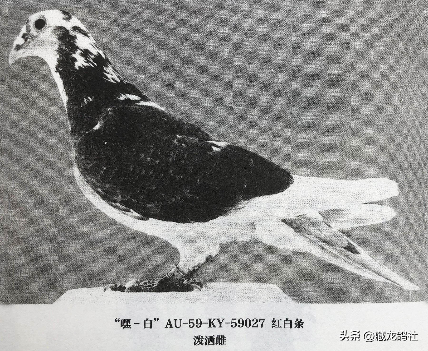 育鸽如何青出于蓝？——谈国血由来与海斯曼的逆袭