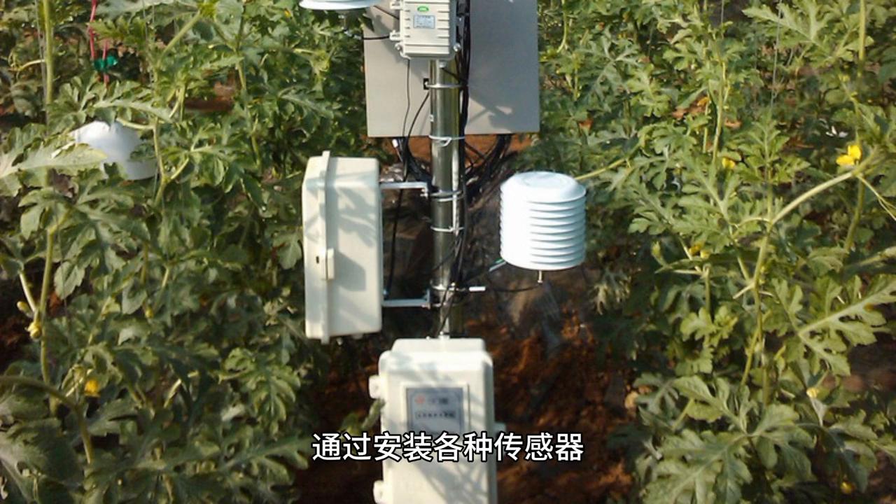 未来几年苗木前景怎样,未来十年苗圃什么苗最有前景